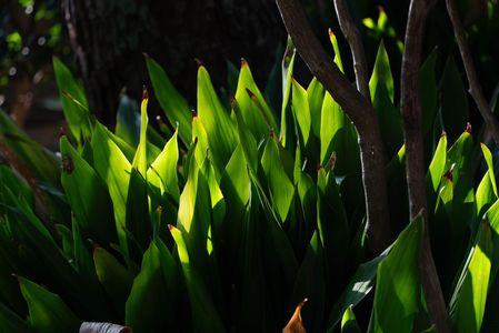 小春日和の庭園