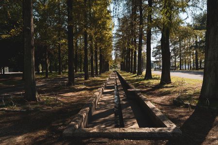 メタセコイアの並木