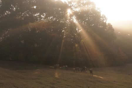 奈良公園　朝光