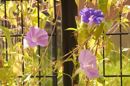 10月ですが。　花と種