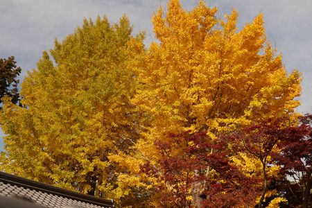 ご近所散歩　黄葉