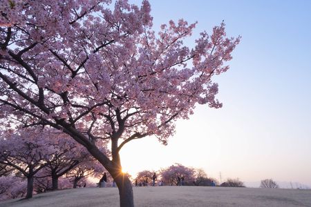 河津桜の咲く公園