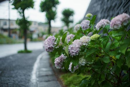 紫陽花めぐり