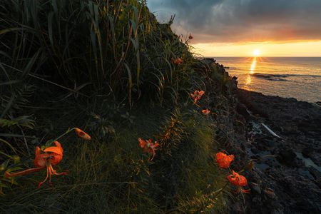 オニユリの夕暮れ