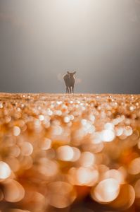 光の中の訪問者