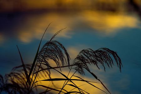 溜池に映える朝