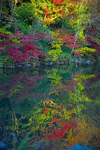 池に映える紅葉
