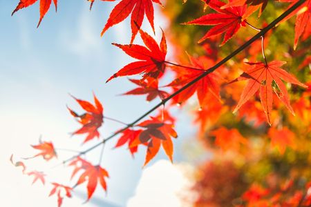 紅葉