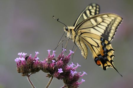 花無心にして蝶を招く