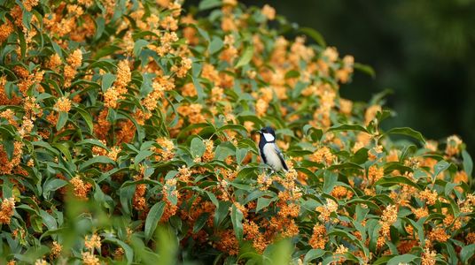 優しい香りに誘われて