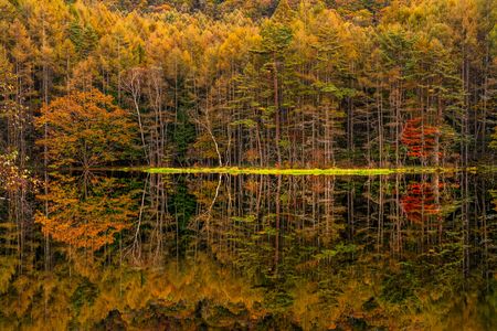 黄金色に染まる御射鹿池