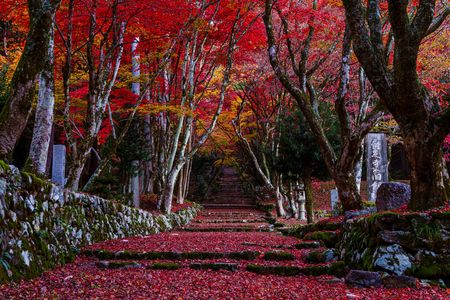 深紅に染まる紅葉参道