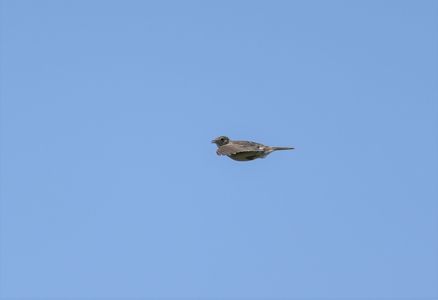 歌い終わって降下。