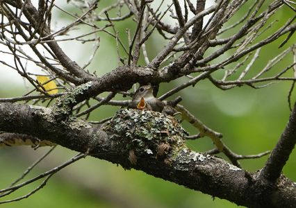 パパ！お腹空いたよー