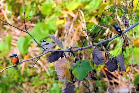 久しぶりの#カワセミ#