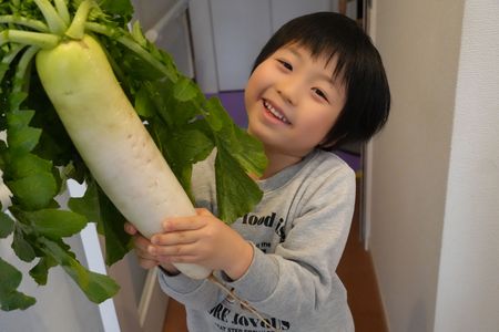 幼稚園で育てた大根