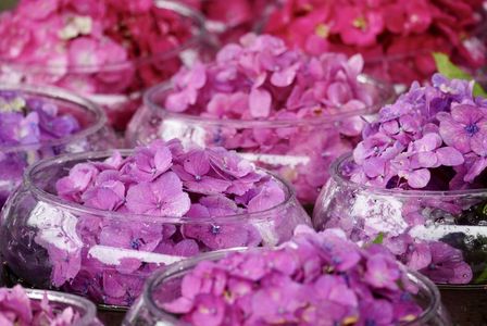 紫陽花の花手水