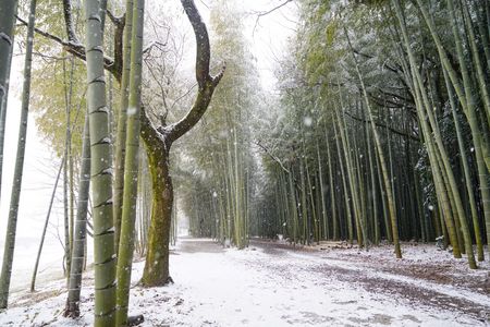 竹林新雪