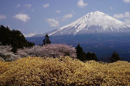 富士の春