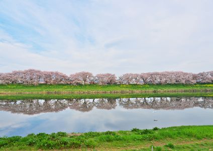白石川堤千本桜3