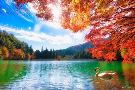 白鳥と紅葉（南伊那ヶ湖）