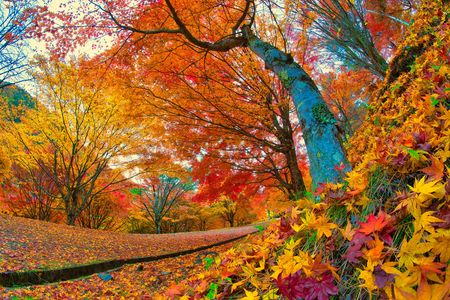 色とりどりの秋～もみじ湖紅葉祭り～