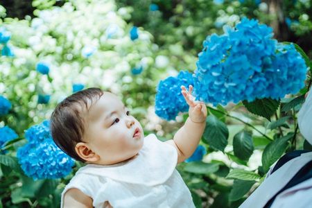 はじめての紫陽花