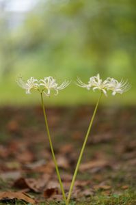 白いヒガンバナ