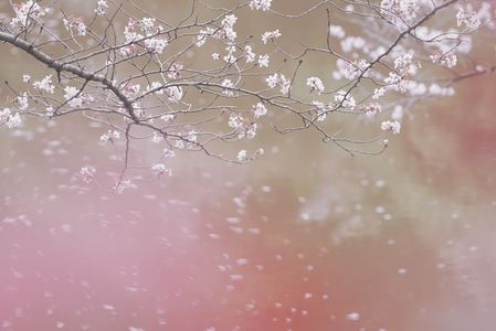 観音ヶ池の桜