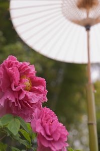 牡丹（かごしま健康の森公園）