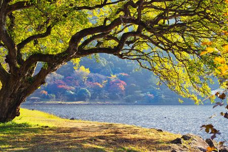 錦秋の藺牟田池