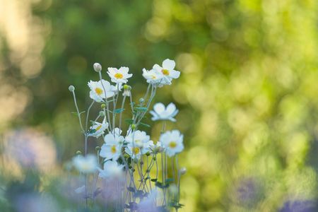 晴れた朝の秋明菊
