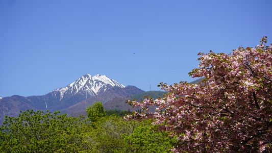 満開の八重桜と残雪の常念岳