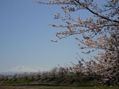 大内町の芋川の桜と鳥海山