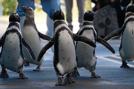 ペンギンの行進！