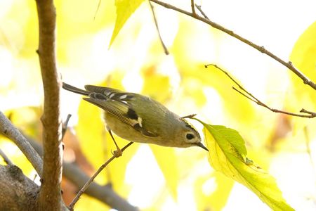 キクイタダキちゃん