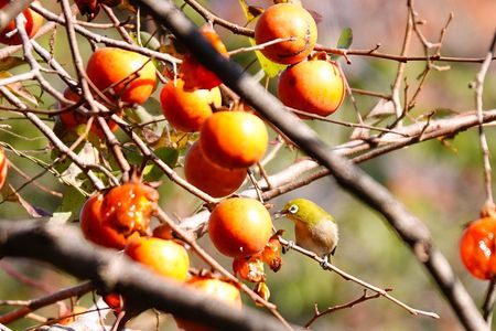 柿にメジロちゃん