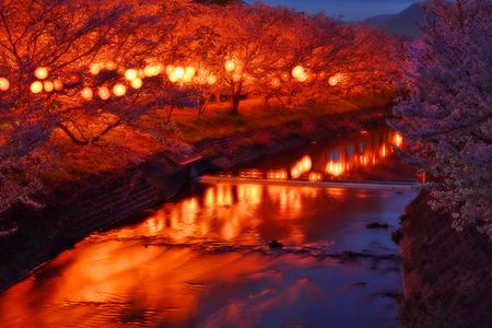 夜桜の花道