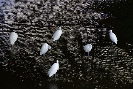 水辺のイノセンス