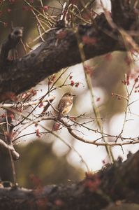 初めての野鳥撮影