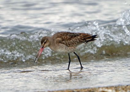 冬の海とオグロシギ