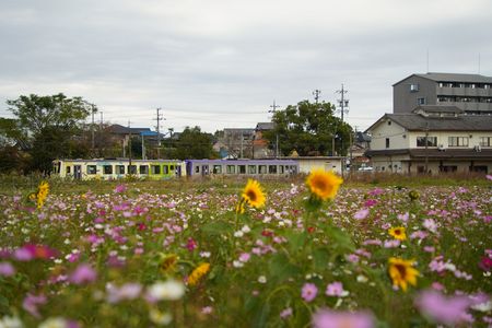 関西本線関駅　コスモスとひまわりのお出迎え