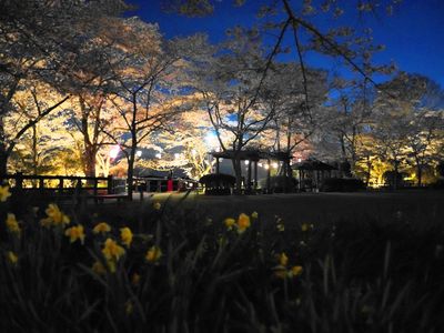 城山公園の水仙と夜桜