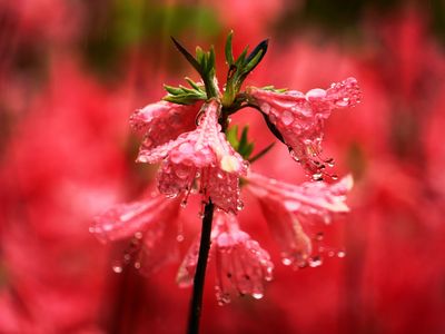 雨の中のツツジ
