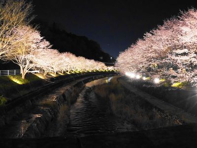 逆川の夜桜