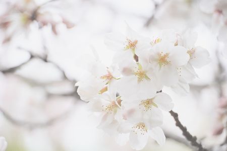 天神様の花曇りの桜🌸