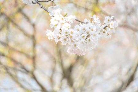 龍正院の桜🌸前編