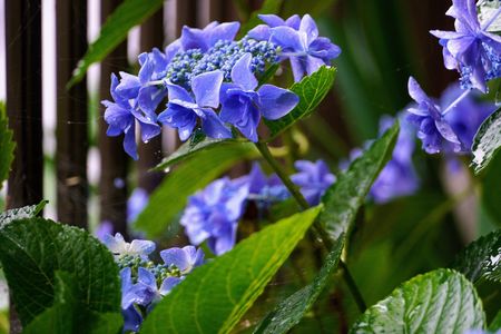 雨の日の八重咲き額紫陽花その他💠🍀