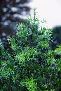 夕暮れ時 雨に濡れた樹