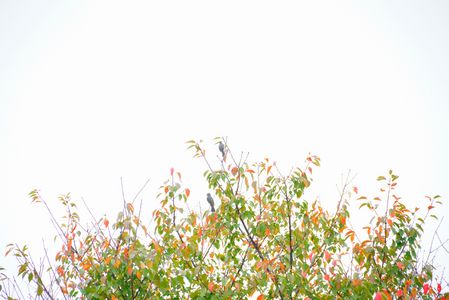 霧雨の日🐦🍁🌿